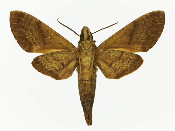 /filer/webapps/moths/media/images/A/accentifera_Nephele_AM_Basquin_01b.jpg