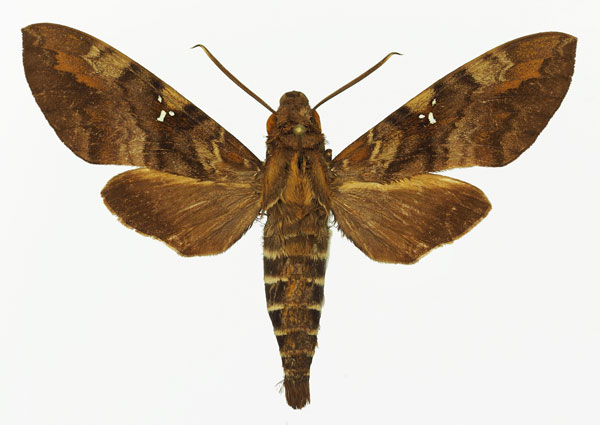 /filer/webapps/moths/media/images/A/accentifera_Nephele_AM_Basquin_03.jpg