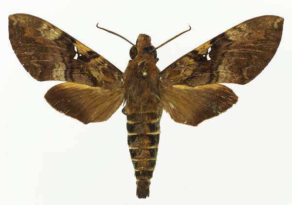 /filer/webapps/moths/media/images/A/accentifera_Nephele_AM_Basquin_04.jpg