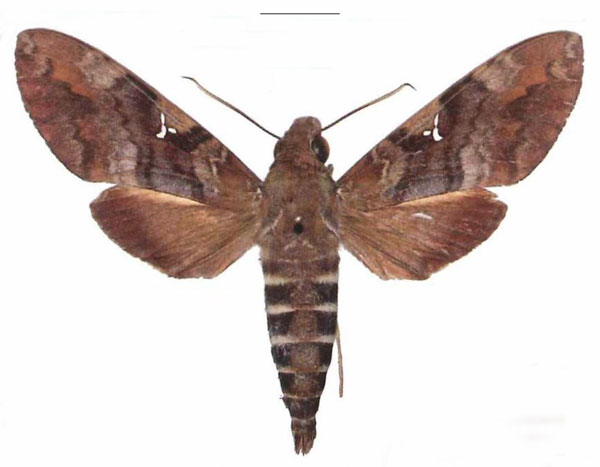 /filer/webapps/moths/media/images/A/accentifera_Nephele_AM_EMEM.jpg