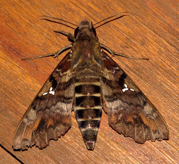 /filer/webapps/moths/media/images/A/accentifera_Nephele_A_Braun_13.jpg