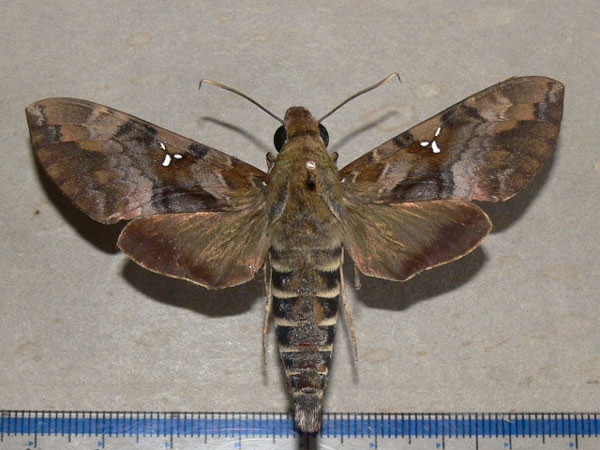 /filer/webapps/moths/media/images/A/accentifera_Nephele_A_Goff_02.jpg