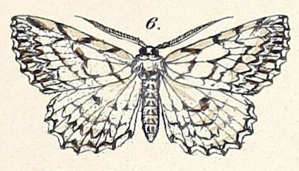 /filer/webapps/moths/media/images/A/accentuata_Boarmia_HT_Felder_1875_125-6.jpg