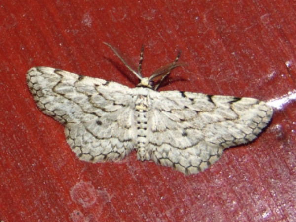 /filer/webapps/moths/media/images/A/accentuata_Eulycia_A_Grobler.jpg