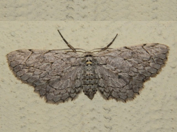 /filer/webapps/moths/media/images/A/accentuata_Eulycia_A_Grobler_02.jpg
