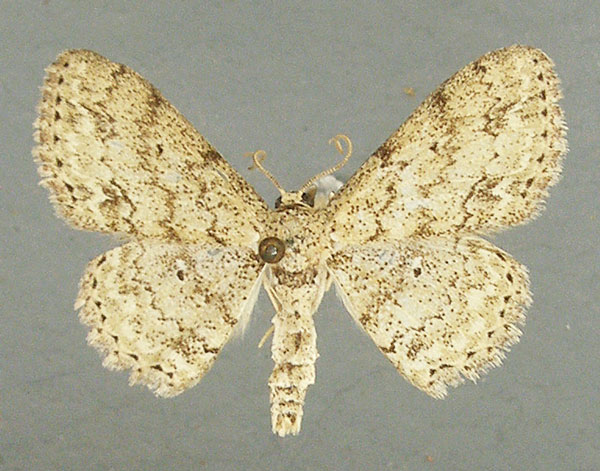 /filer/webapps/moths/media/images/A/accentuata_Scopula_AM_TMSA.jpg