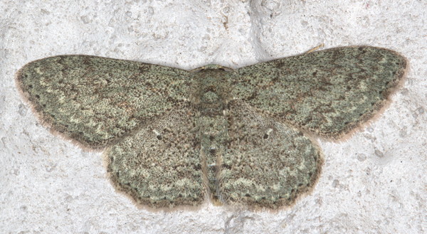 /filer/webapps/moths/media/images/A/accentuata_Scopula_A_Heyns_01.jpg