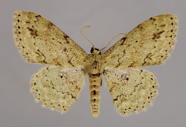 /filer/webapps/moths/media/images/A/accentuata_Scopula_A_ZSM_01.jpg