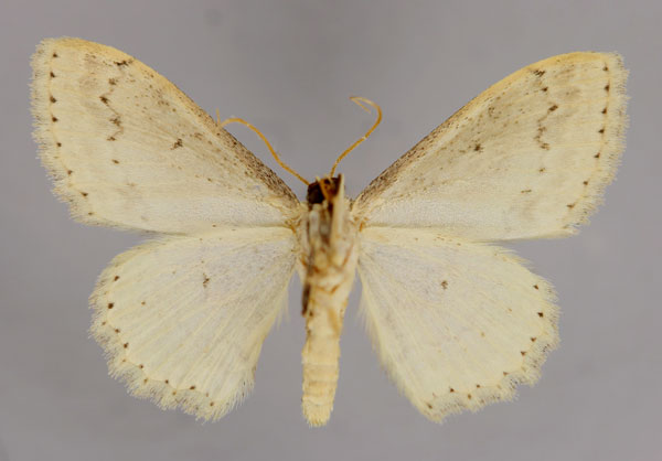 /filer/webapps/moths/media/images/A/accentuata_Scopula_A_ZSM_02.jpg