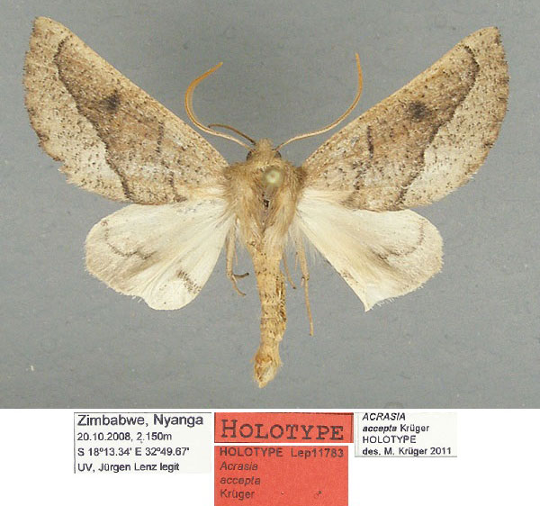 /filer/webapps/moths/media/images/A/accepta_Acrasia_HT_TMSA.jpg