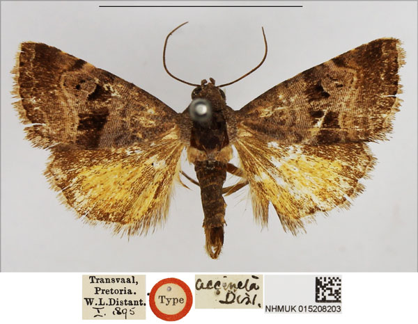 /filer/webapps/moths/media/images/A/accincta_Metachrostis_HT_NHMUK.jpg