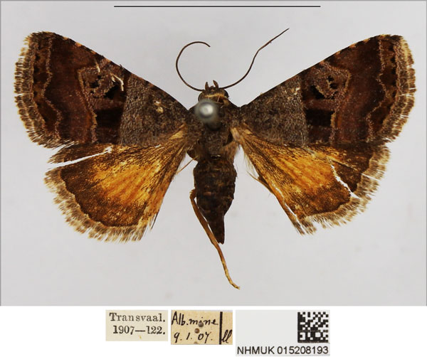 /filer/webapps/moths/media/images/A/accincta_Ozarba_AF_NHMUK.jpg