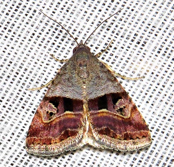 /filer/webapps/moths/media/images/A/accincta_Ozarba_A_Braun_05.jpg