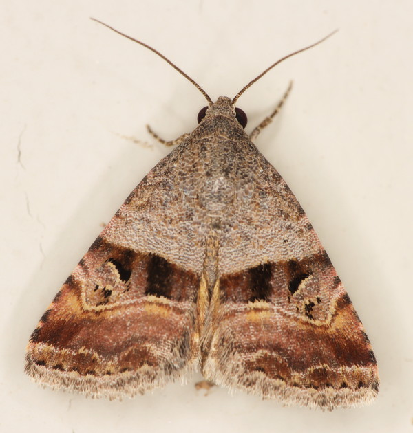 /filer/webapps/moths/media/images/A/accincta_Ozarba_A_Heyns_01.jpg