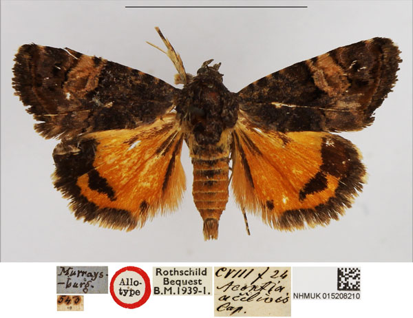 /filer/webapps/moths/media/images/A/acclivis_Acontia_HT_BMNH.jpg