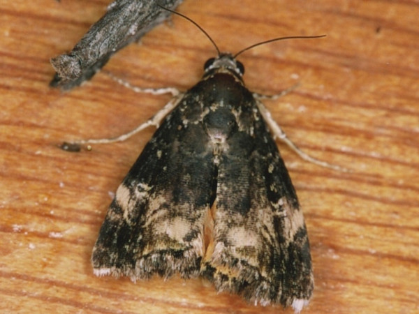 /filer/webapps/moths/media/images/A/acclivis_Acontiola_A_Roland.jpg