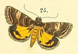 /filer/webapps/moths/media/images/A/acclivis_Ozarba_Felder_108_24.jpg