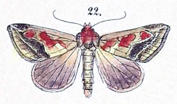 /filer/webapps/moths/media/images/A/accola_Cirrhoedia_HT_Felder_1875_108-22.jpg
