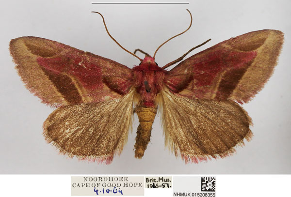 /filer/webapps/moths/media/images/A/accola_Rhodotarache_AM_NHMUK.jpg