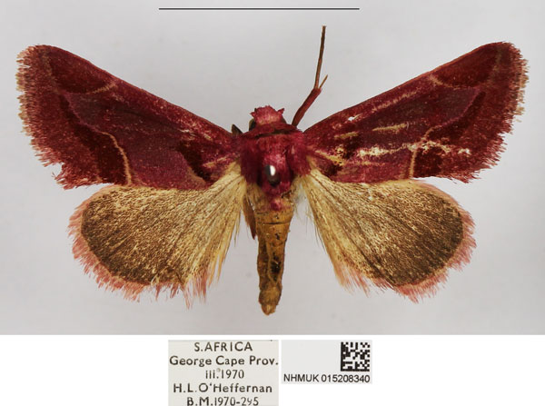 /filer/webapps/moths/media/images/A/accola_Rhodotarache_AM_NHMUK_02.jpg