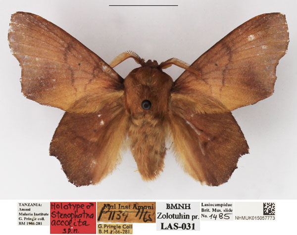 /filer/webapps/moths/media/images/A/accolita_Stenophatna_HT_NHMUK.jpg