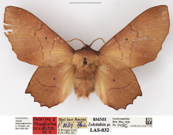 /filer/webapps/moths/media/images/A/accolita_Stenophatna_PTF_NHMUK.jpg