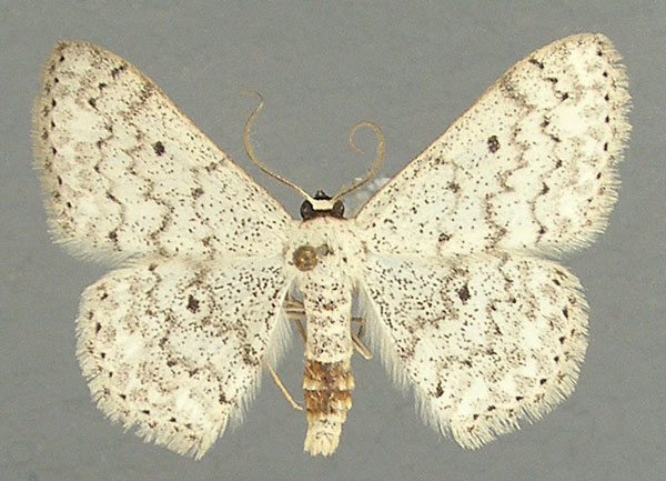 /filer/webapps/moths/media/images/A/acentra_Scopula_AM_TMSA_02.jpg