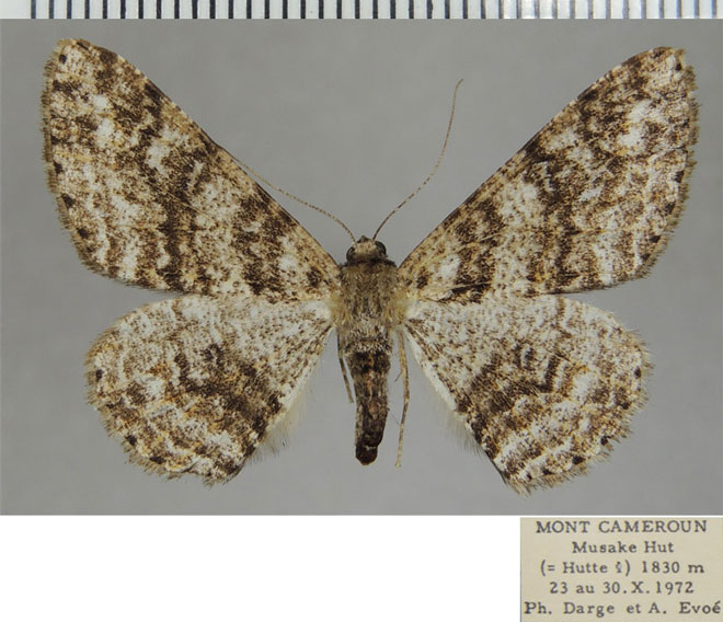 /filer/webapps/moths/media/images/A/acerata_Cleora_AF_ZSM_01.jpg