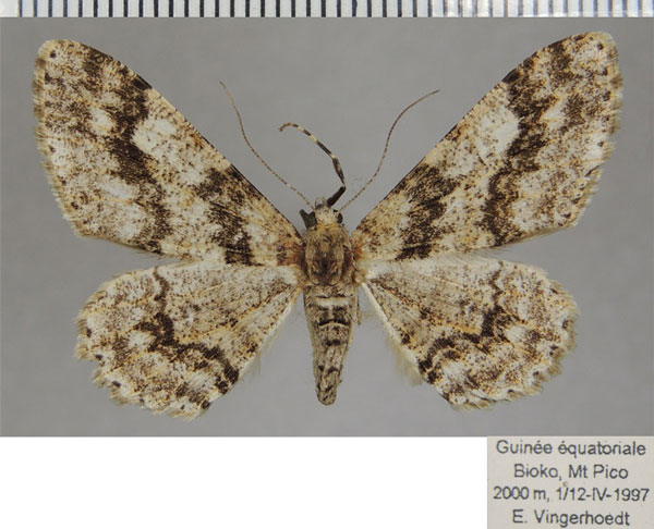 /filer/webapps/moths/media/images/A/acerata_Cleora_AF_ZSM_02.jpg