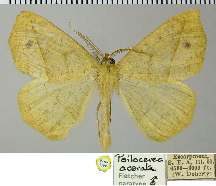 /filer/webapps/moths/media/images/A/acerata_Psilocerea_PTM_ZSMa.jpg