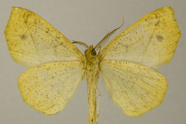 /filer/webapps/moths/media/images/A/acerata_Psilocerea_PTM_ZSMb.jpg