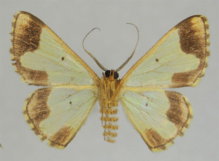 /filer/webapps/moths/media/images/A/acerata_Zamarada_PTM_ZSMb.jpg