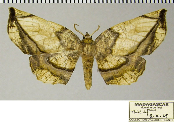 /filer/webapps/moths/media/images/A/acerba_Drepanogynis_AF_ZSM.jpg
