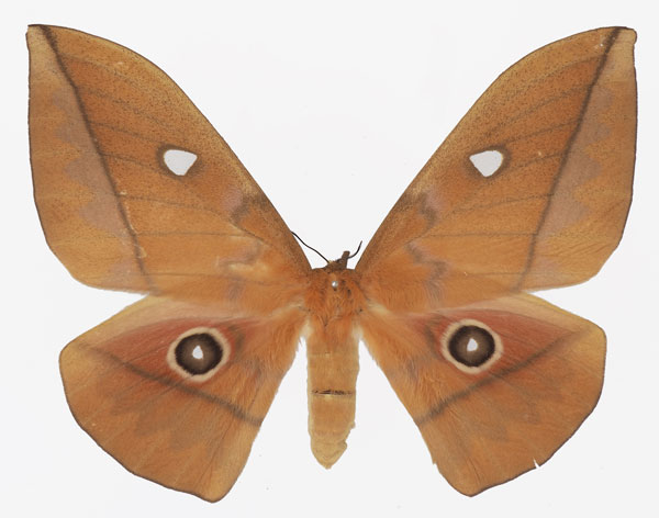 /filer/webapps/moths/media/images/A/acetes_Lobobunaea_AF_Basquina.jpg