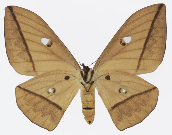 /filer/webapps/moths/media/images/A/acetes_Lobobunaea_AF_Basquinb.jpg