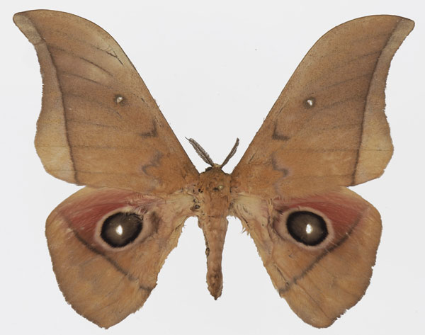 /filer/webapps/moths/media/images/A/acetes_Lobobunaea_AM_Basquin_02.jpg