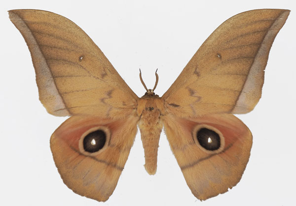 /filer/webapps/moths/media/images/A/acetes_Lobobunaea_AM_Basquin_03.jpg
