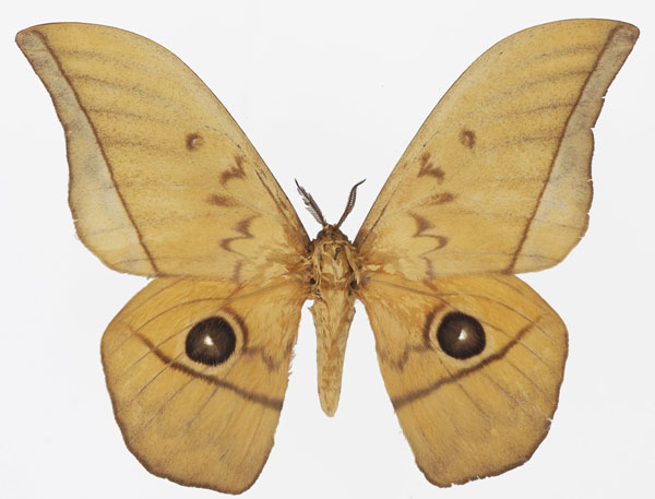 /filer/webapps/moths/media/images/A/acetes_Lobobunaea_AM_Basquin_04.jpg