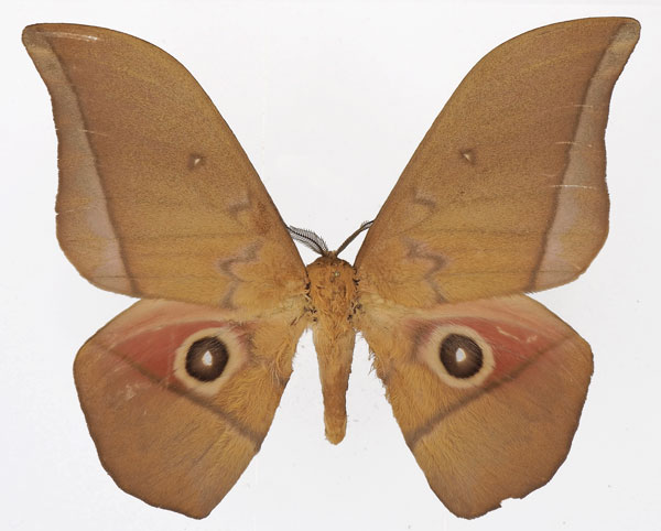 /filer/webapps/moths/media/images/A/acetes_Lobobunaea_AM_Basquina.jpg