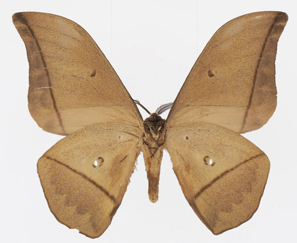 /filer/webapps/moths/media/images/A/acetes_Lobobunaea_AM_Basquinb.jpg