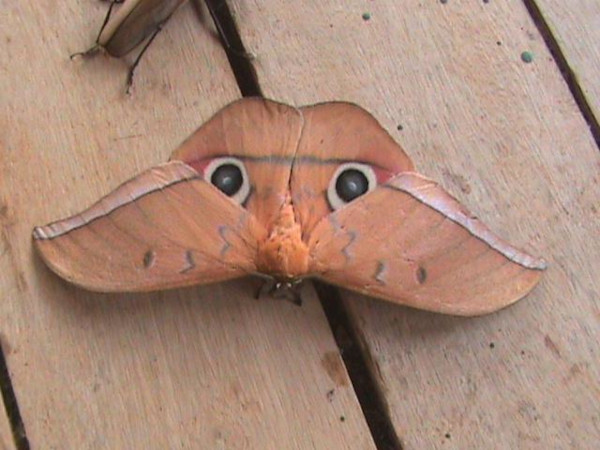 /filer/webapps/moths/media/images/A/acetes_Lobobunaea_A_Guyonnet.jpg