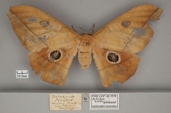 /filer/webapps/moths/media/images/A/acetes_Saturnia_HT_OUMNH_01.jpg