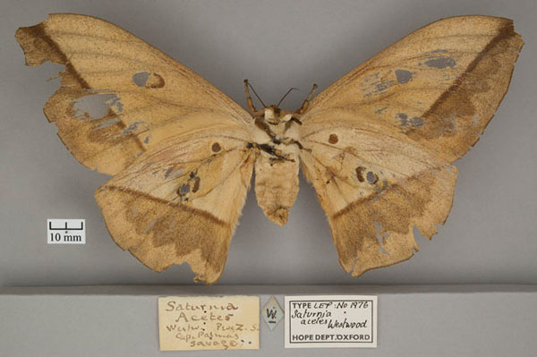 /filer/webapps/moths/media/images/A/acetes_Saturnia_HT_OUMNH_02.jpg