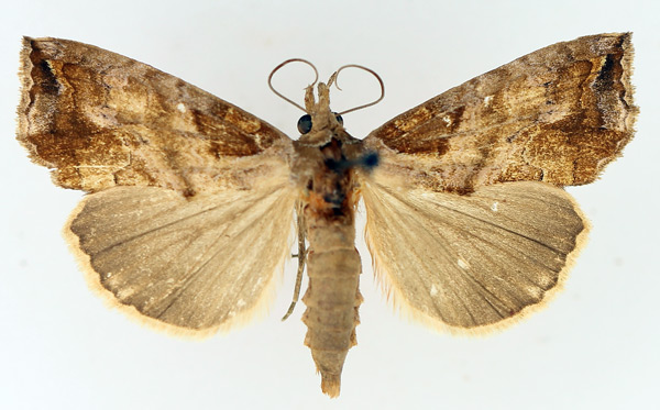 /filer/webapps/moths/media/images/A/achalcea_Plusiodonta_AF_TMSA_01.jpg