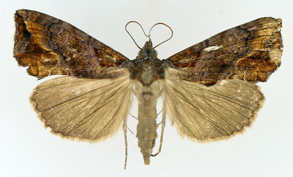 /filer/webapps/moths/media/images/A/achalcea_Plusiodonta_AF_TMSA_02.jpg