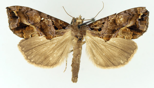 /filer/webapps/moths/media/images/A/achalcea_Plusiodonta_AM_TMSA_01.jpg