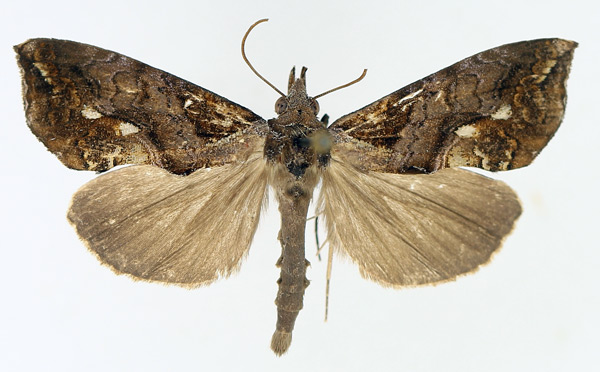 /filer/webapps/moths/media/images/A/achalcea_Plusiodonta_AM_TMSA_02.jpg