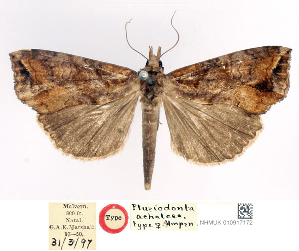 /filer/webapps/moths/media/images/A/achalcea_Plusiodonta_HT_BMNH_3IDJVc7.jpg