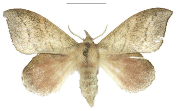 /filer/webapps/moths/media/images/A/acharis_Leipoxais_AF_ANHRT.jpg