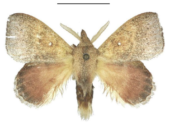 /filer/webapps/moths/media/images/A/acharis_Leipoxais_AM_ANHRT_01.jpg
